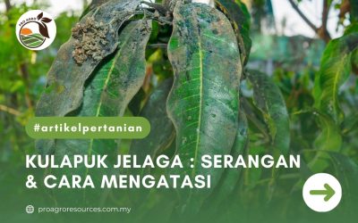 KULAPUK JELAGA : SERANGAN DAN CARA MENGATASI